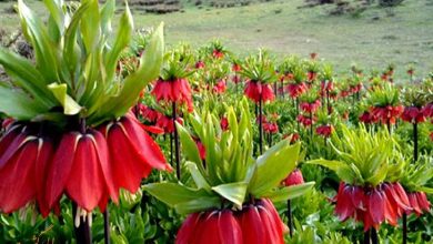 لاله های واژگون