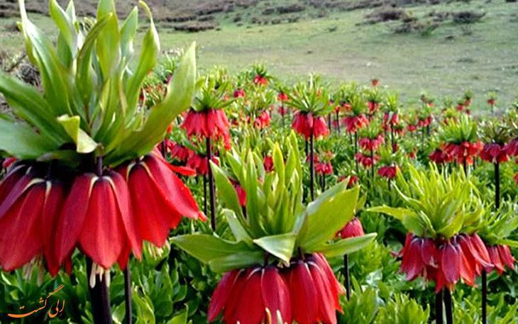 لاله های واژگون