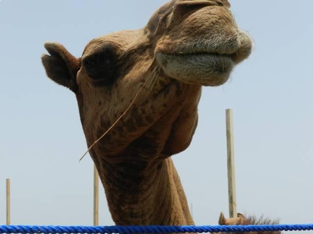 شترهای سرگردان