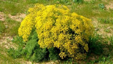 گیاهان کوهی