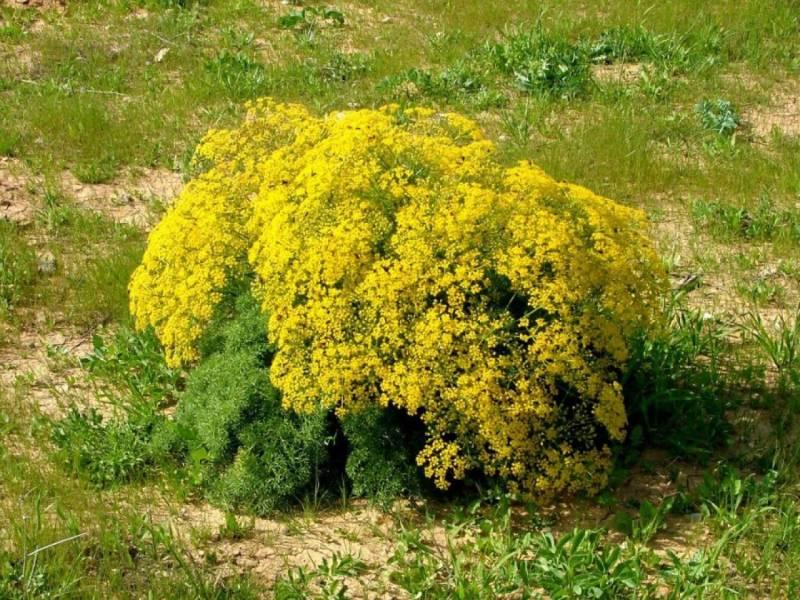 گیاهان کوهی