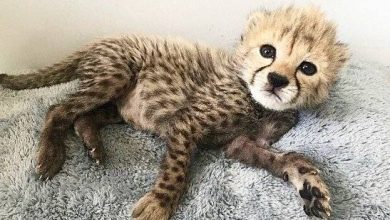 تنها توله‌یوز زنده‌ مانده‌ی «ایران»