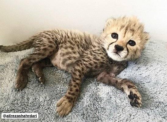 تنها توله‌یوز زنده‌ مانده‌ی «ایران»