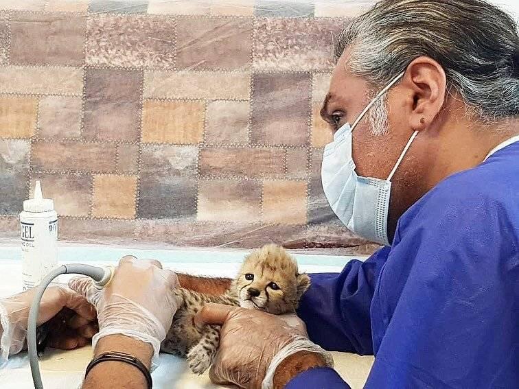 تنها توله‌یوز زنده‌ مانده‌ی «ایران»