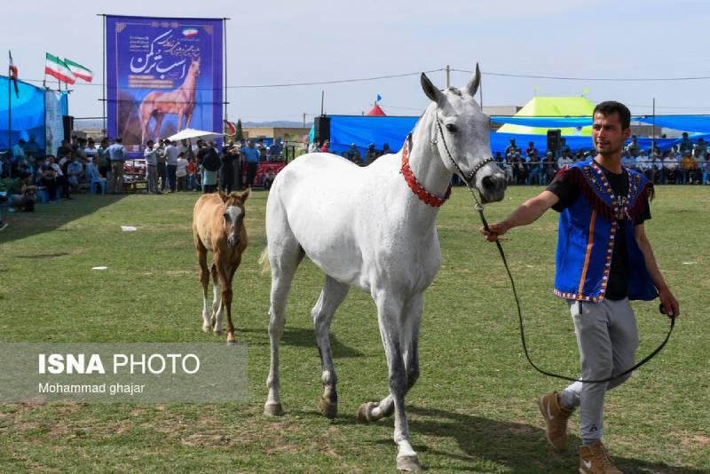 جشنواره ملی زیبایی اسب اصیل ترکمن