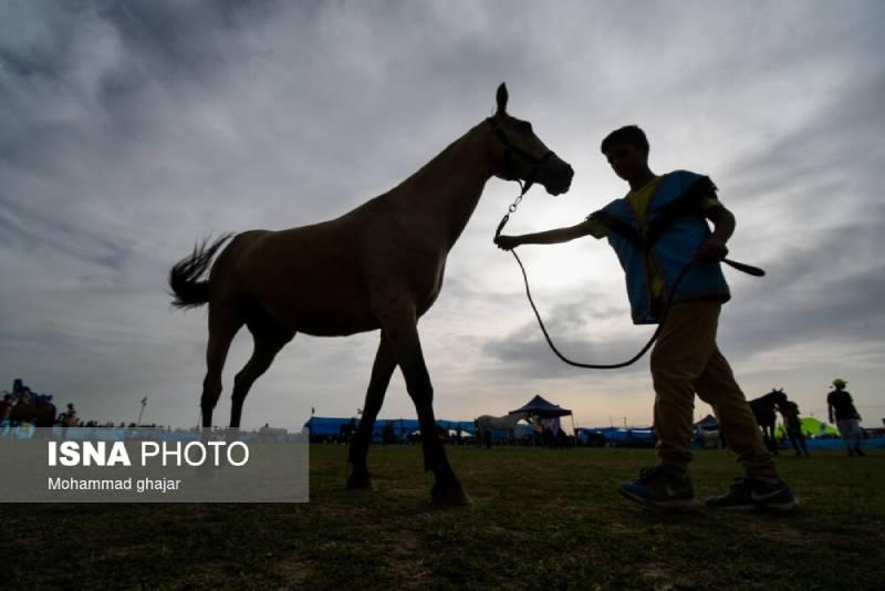 جشنواره ملی زیبایی اسب اصیل ترکمن