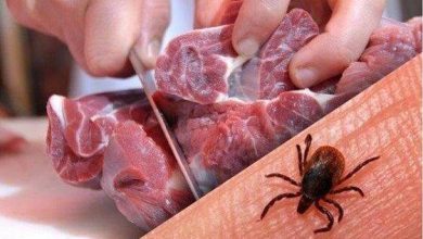 تب کریمه کنگو