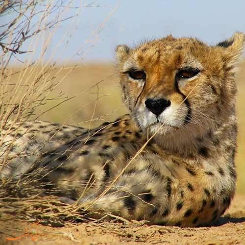 تکثیر یوزپلنگ آسیایی