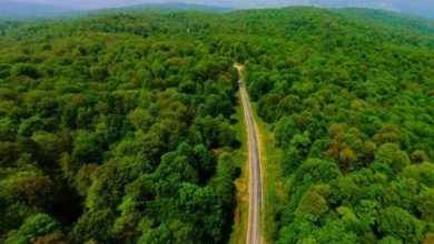 بازداشت ۱۲۰ گردشگر