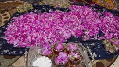 جشنواره برداشت گل محمدی