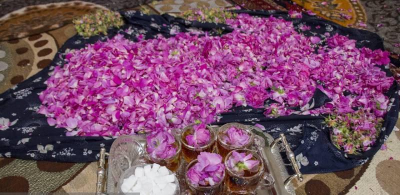 جشنواره برداشت گل محمدی