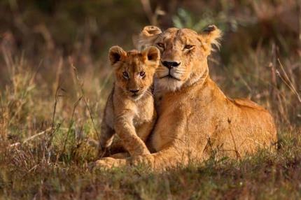 سفر بدون ویزا به آفریقا