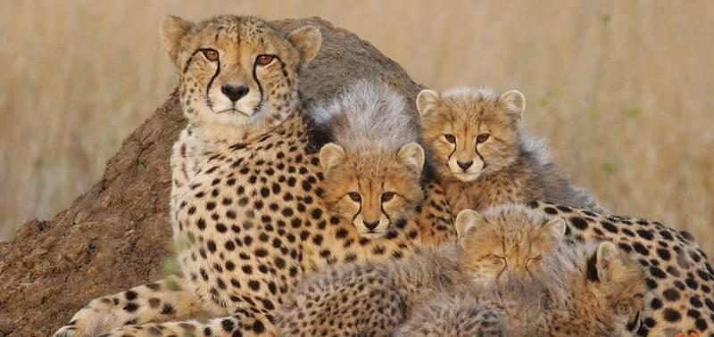 روز ملی یوزپلنگ ایرانی