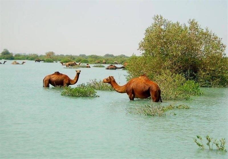 جنگل های ایران