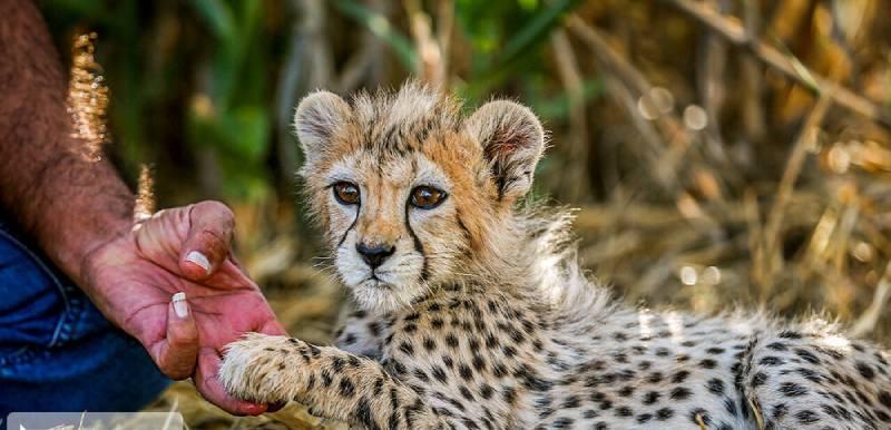 روز ملی یوزپلنگ ایرانی