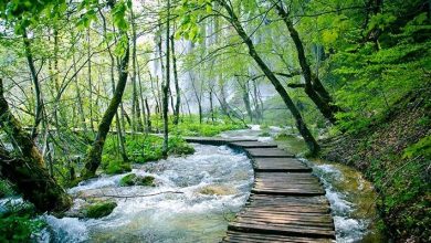 جنگل های ایران