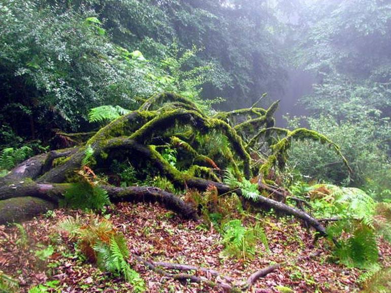 جنگل های ایران