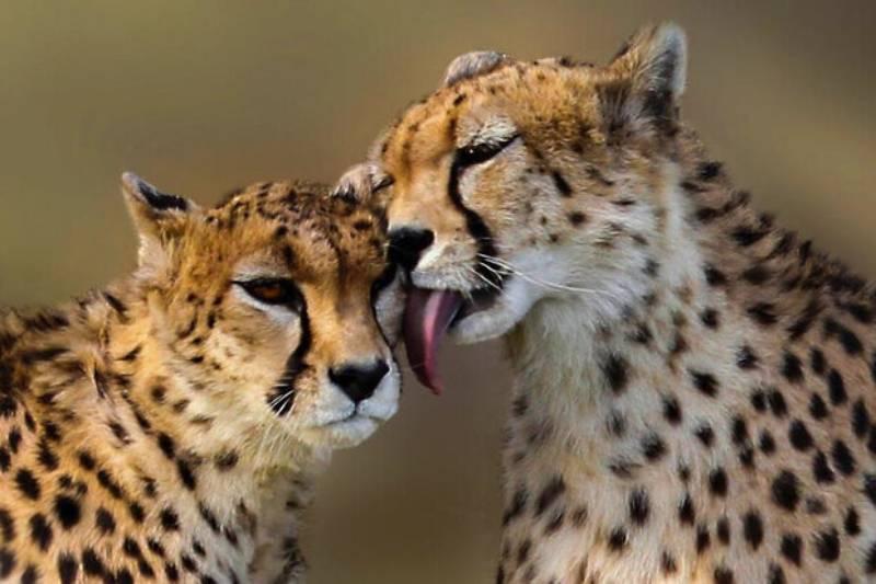 روز ملی یوزپلنگ ایرانی