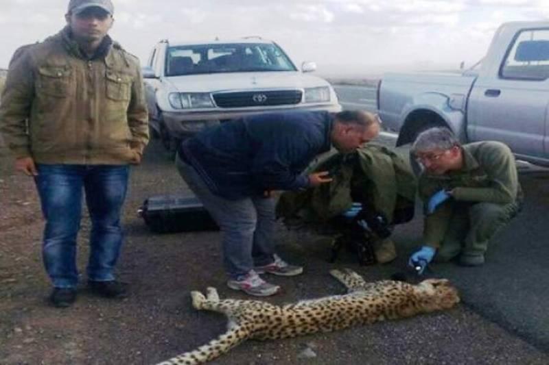 روز ملی یوزپلنگ ایرانی