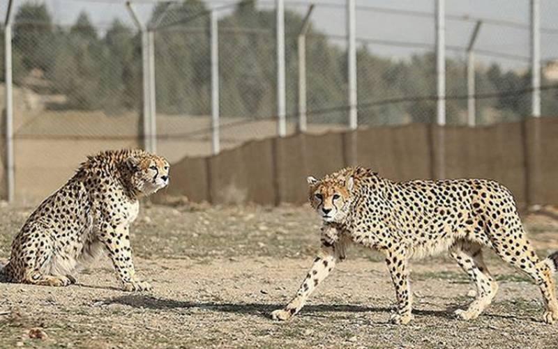 روز ملی یوزپلنگ ایرانی