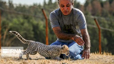 توله یوز آسیایی