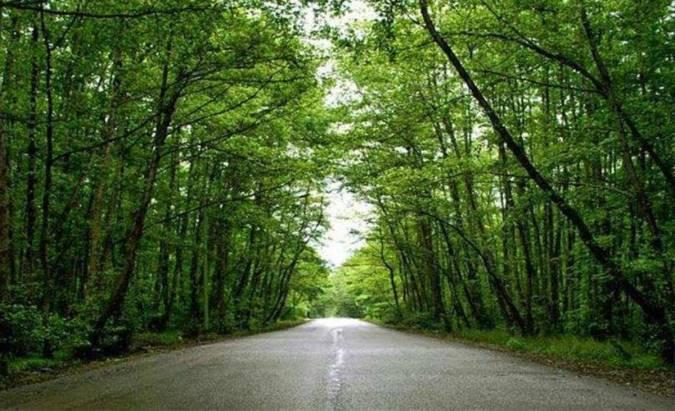 جنگل های ایران