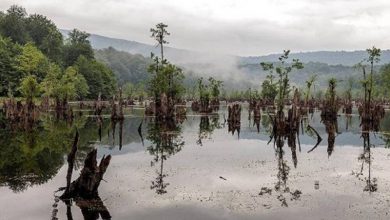 دریاچه ممرز