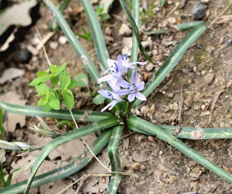 امپراطوران شوی