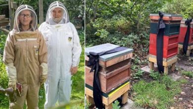 زنبورهای سلطنتی