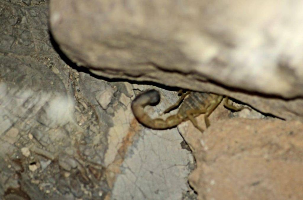 امپراطوران شوی