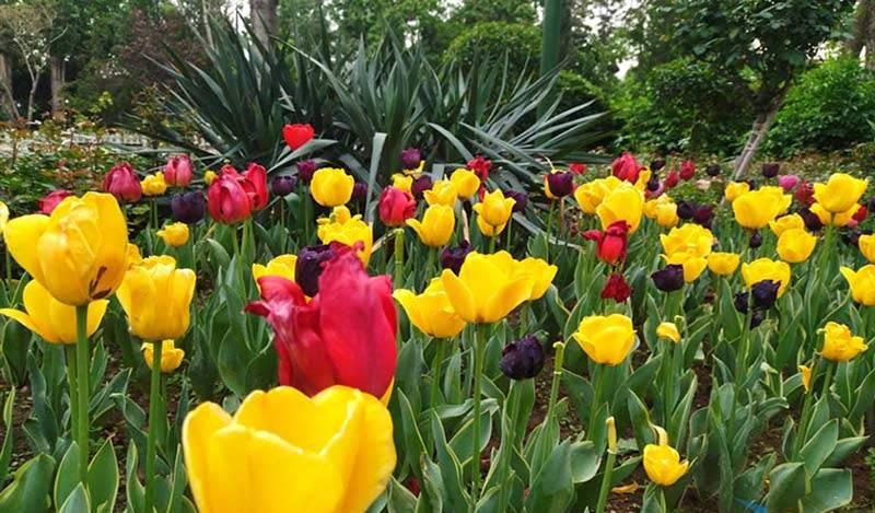 پارک چمران کرج