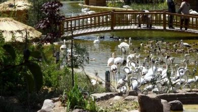 باغ پرندگان