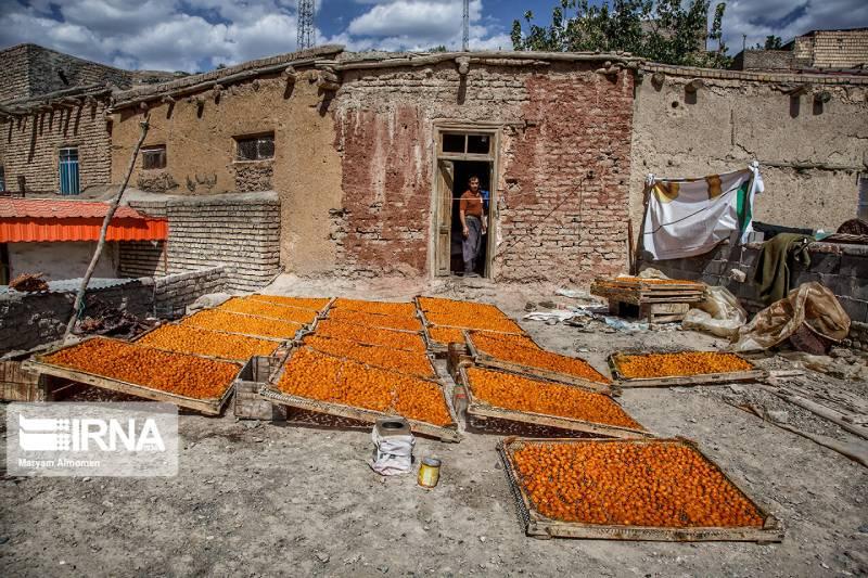 پایتخت آلو بخارای ایران