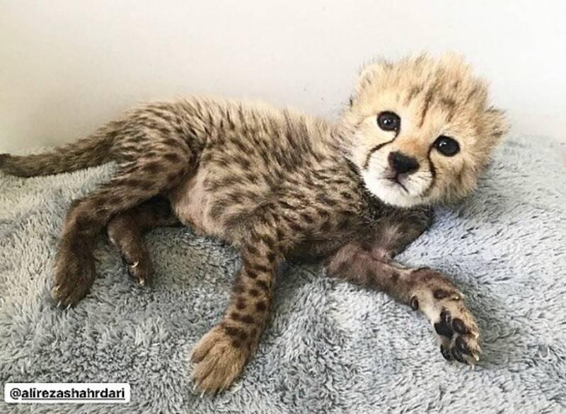 توله یوز آسیایی