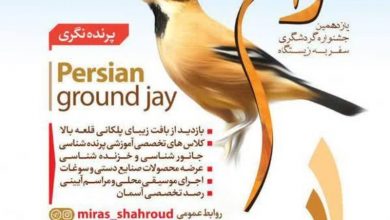 زیستگاه زاغ بور