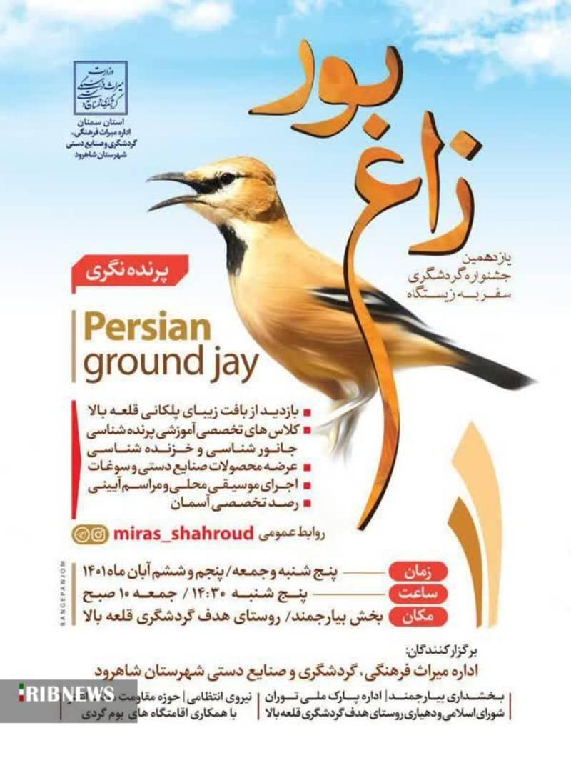 زیستگاه زاغ بور