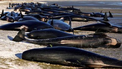 فیلمی دردناک از یک خودکشی دسته‌جمعی