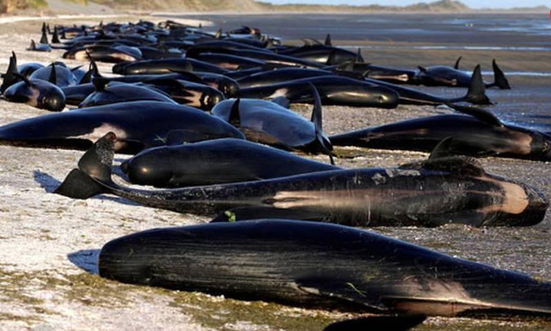 فیلمی دردناک از یک خودکشی دسته‌جمعی