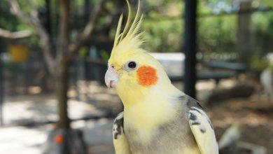 خوانندگی جالب یک عروس هلندی با موزیک زنده!