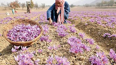 مزارع زعفران