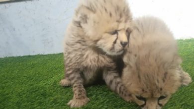 آذر و توران