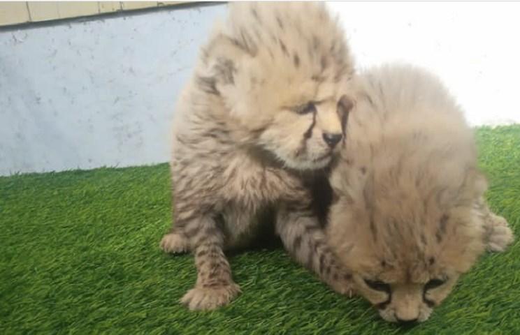 آذر و توران