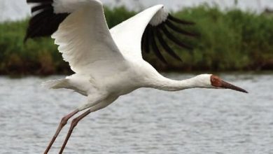 درناهای جدید بلژیکی