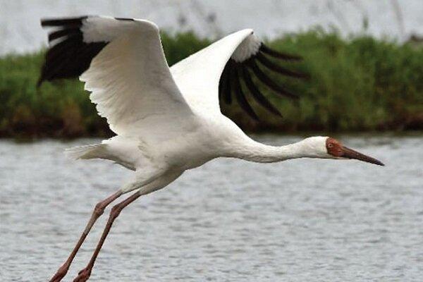 درناهای جدید بلژیکی