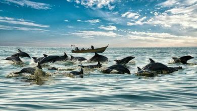 جزیره هنگام