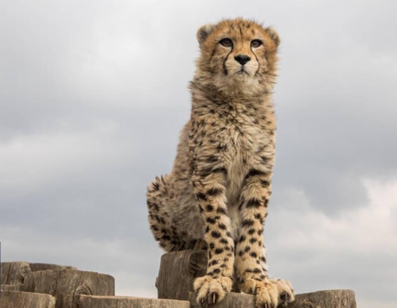 پیروز با برف و سرمای تهران چه می کند؟
