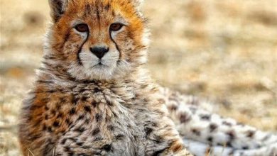 پیروز یوزپلنگ ایرانی