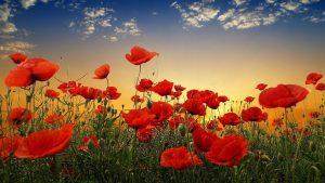 سفردر اردیبهشت