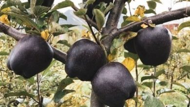 سیب الماس سیاه