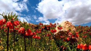 سفردر اردیبهشت